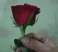 raniji-133