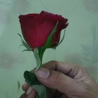 raniji-133